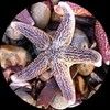 starfish_1969
